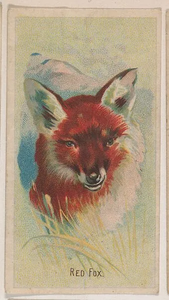 Red Fox, collector card from the Animal Pictures series (D8), issued by the Weber Baking Company to promote Onist Milk and Pullman Bread — Weber Baking Company