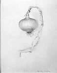 White Onion