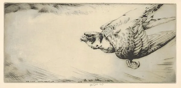 Peregrine Falcon Soaring — Henry Emerson Tuttle