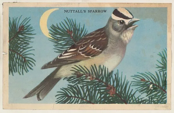 Nuttall's Sparrow, bakery card from the California Bird Pictures series (D39-2), issued by the Gordon Bread Company — Gordon Bread Company