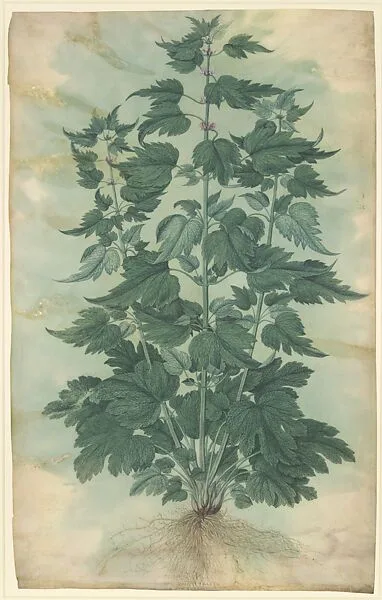 Botanical Specimen (Motherwort or "Leonurus cardiaca") — Jacopo Ligozzi