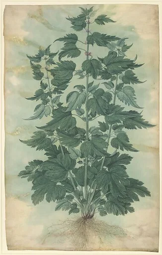 Botanical Specimen (Motherwort or "Leonurus cardiaca")