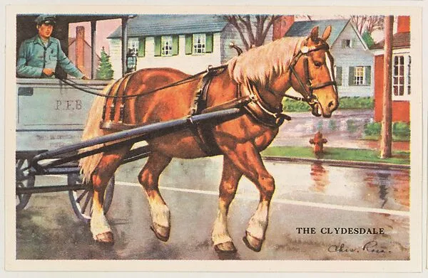 The Clydesdale, bakery card from the Horses series (D39-5), issued by the Gordon Bread Company — Gordon Bread Company