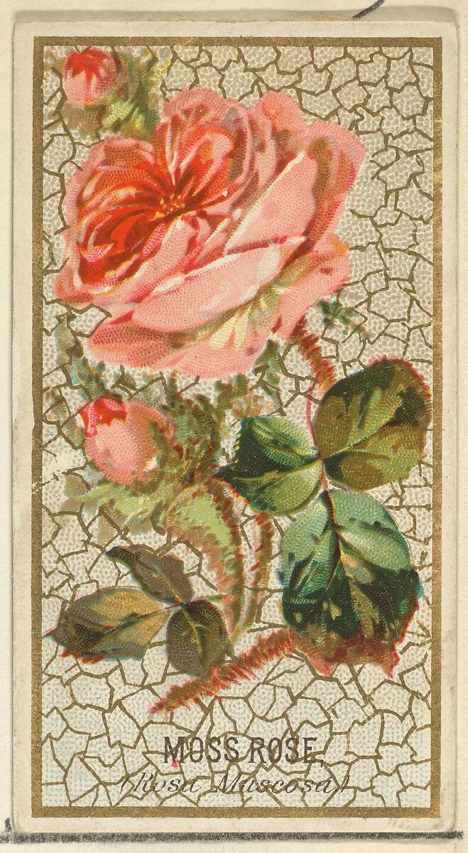 Moss Rose (Rosa Muscosa), from the Flowers series for Old Judge Cigarettes — Goodwin & Company|George S. Harris & Sons