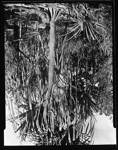 [South Seas: Man Seated at Base of Tree]