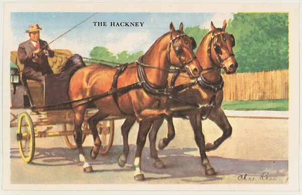 The Hackney, bakery card from the Horses series (D39-5), issued by the Gordon Bread Company — Gordon Bread Company