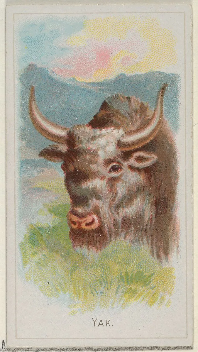 Yak, from the Wild Animals of the World series (N25) for Allen & Ginter Cigarettes — Allen & Ginter|George S. Harris & Sons