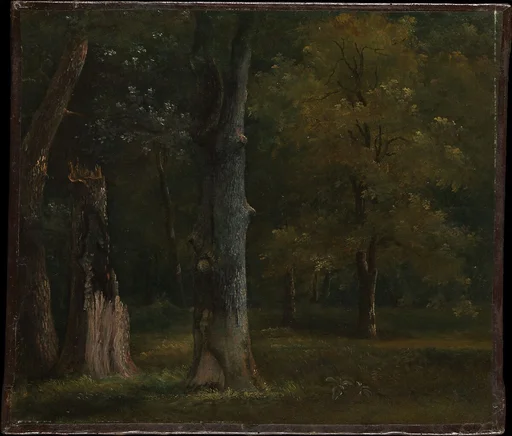 Trees in the Bois de Boulogne, Paris