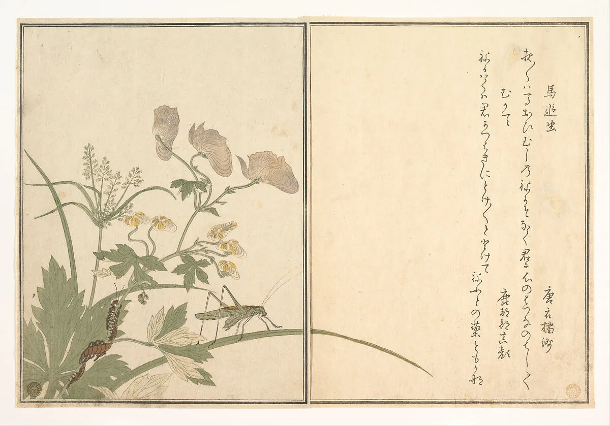 『画本虫撰』 「馬追虫」「むかて」|Katydid (Umaoi-mushi); Centipede, (Mukade), from the Picture Book of Crawling Creatures (Ehon mushi erami) — Kitagawa Utamaro