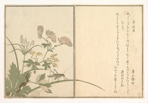 『画本虫撰』 「馬追虫」「むかて」|Katydid (Umaoi-mushi); Centipede, (Mukade), from the Picture Book of Crawling Creatures (Ehon mushi erami)