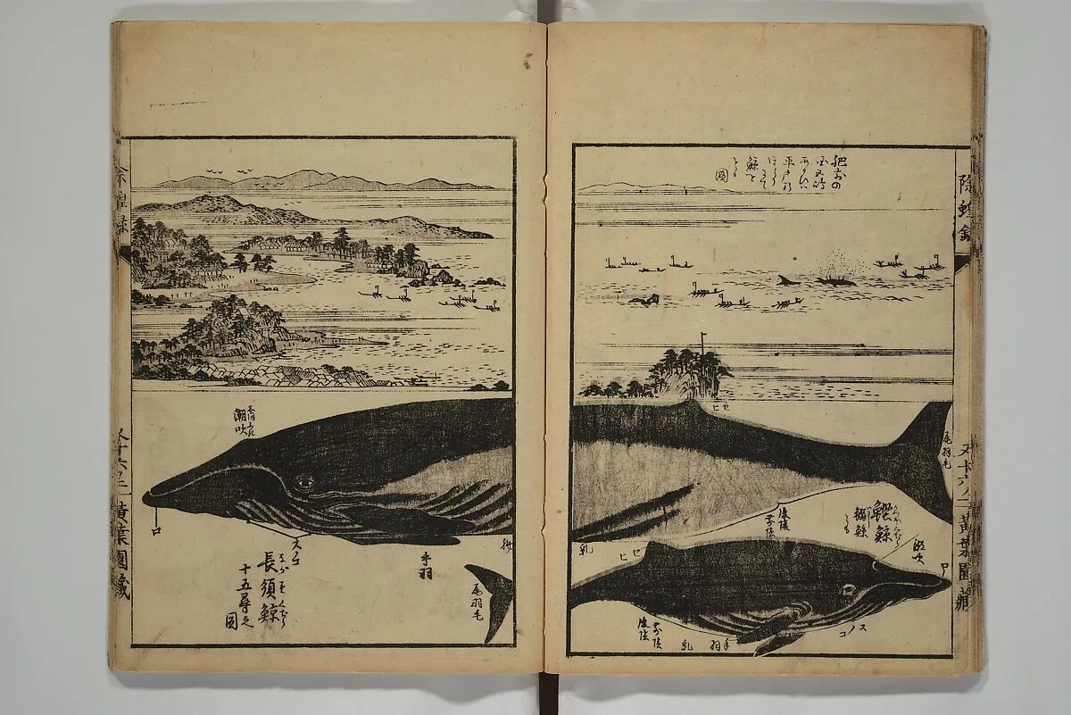 除蝗録|Whales and Whale Oil (Jokō roku) 除蝗録 — Hasegawa Settan 長谷川雪旦