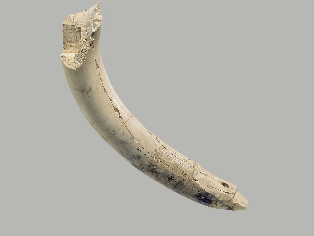 Furniture element made from a hippopotamus incisor — Unknown