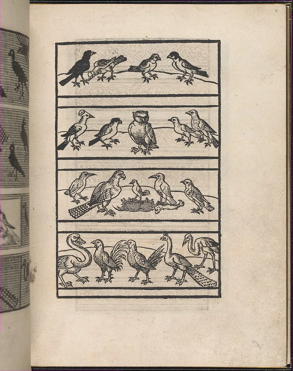 Page from Ein new kunstlich Modelbuch...(Page 8r) — Peter Quentel