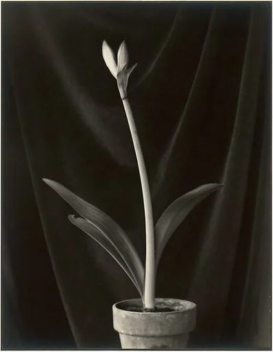 Amaryllis, Carmel
