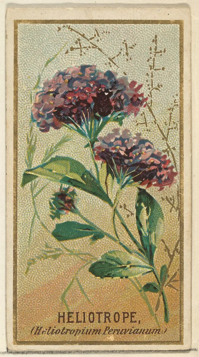Heliotrope (Heliotropium Peruvianum), from the Flowers series for Old Judge Cigarettes — Goodwin & Company|George S. Harris & Sons