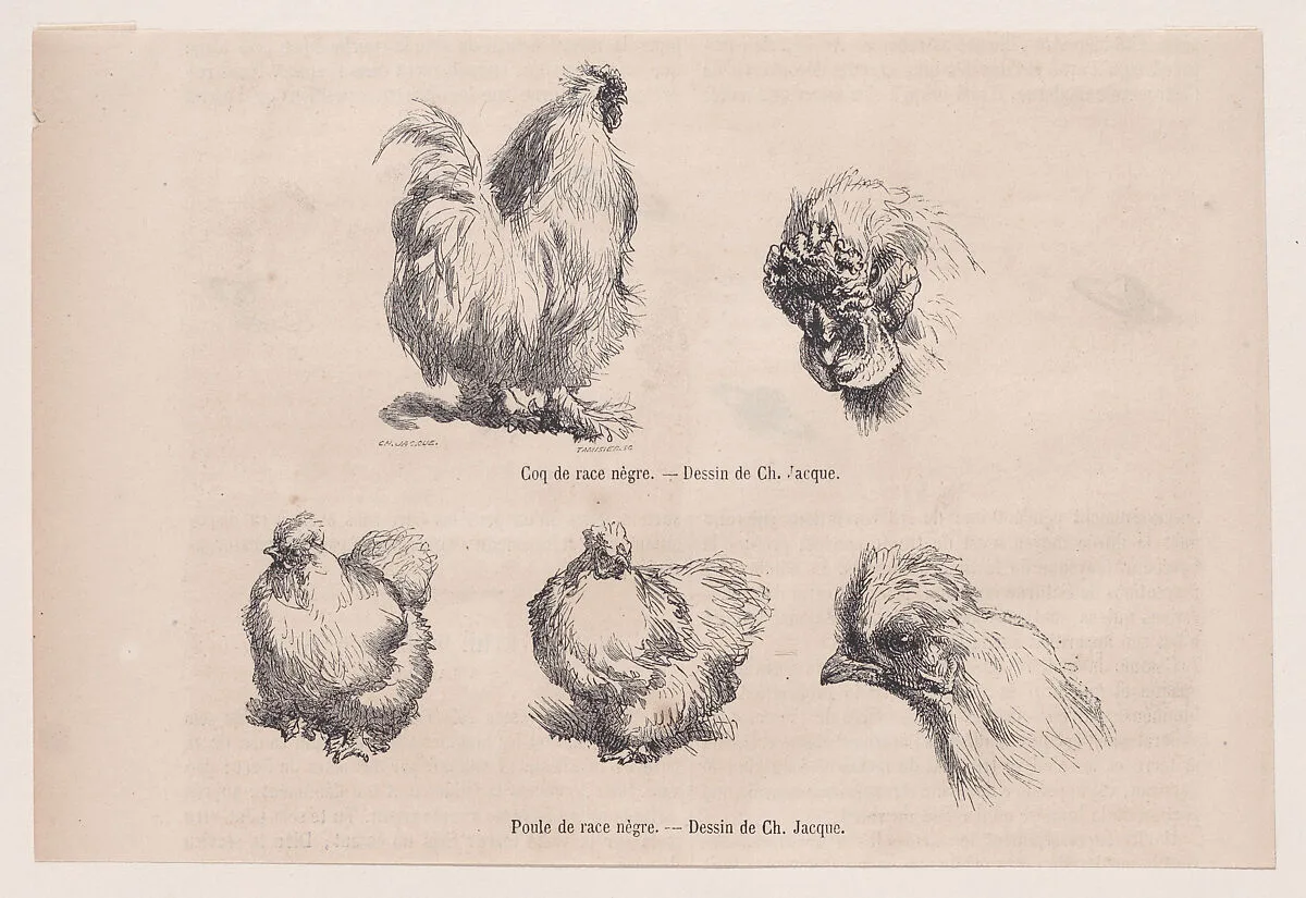 Silkie Cockerel and Silkie Hen, from "Le Magasin Pittoresque" — Charles Tamisier|Charles Jacque