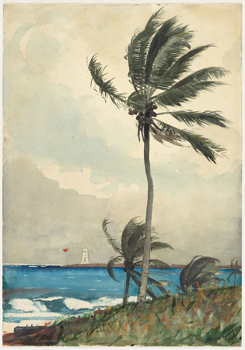 Palm Tree, Nassau — Winslow Homer