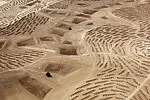 Desert Bloom 5