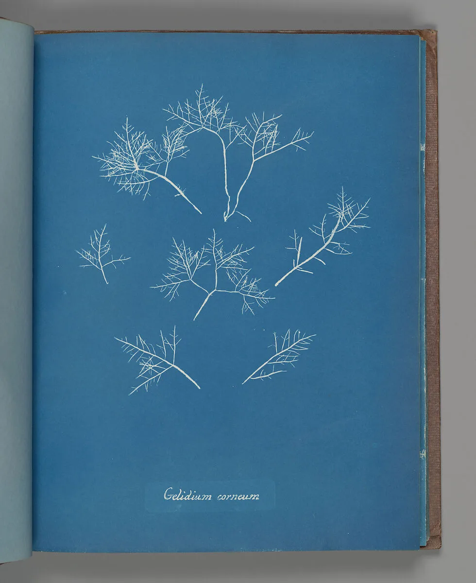 Gelidium corneum — Anna Atkins