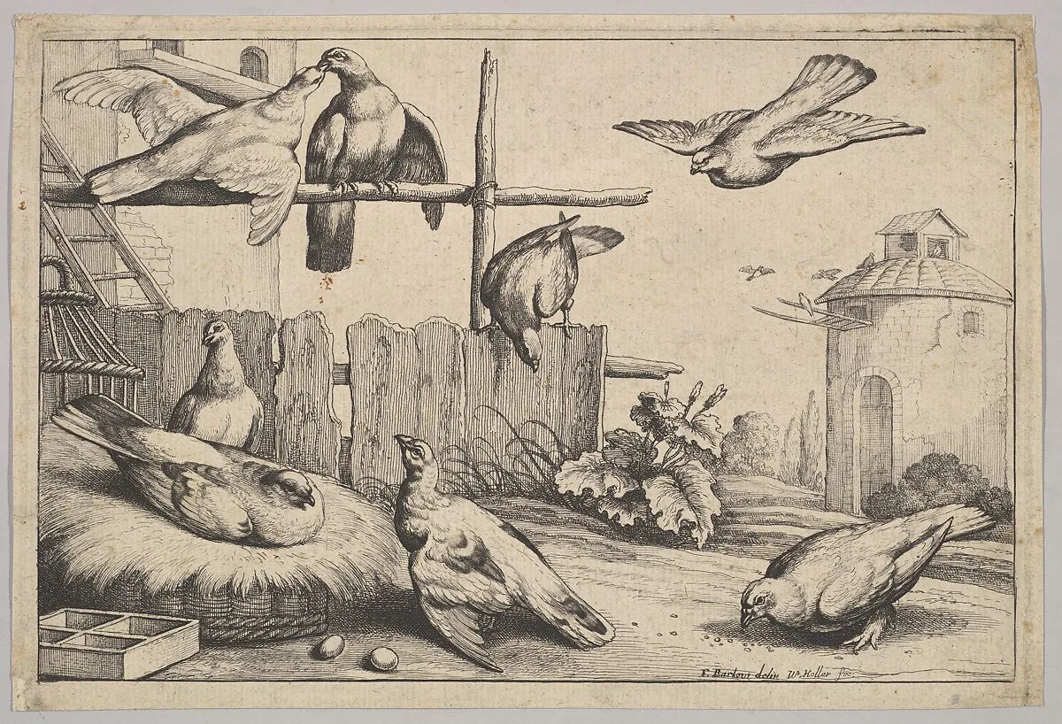 Eight Pigeons (or Doves) in a Farmyard near a Coup, a Dovecote in the Background — Wenceslaus Hollar|Francis Barlow