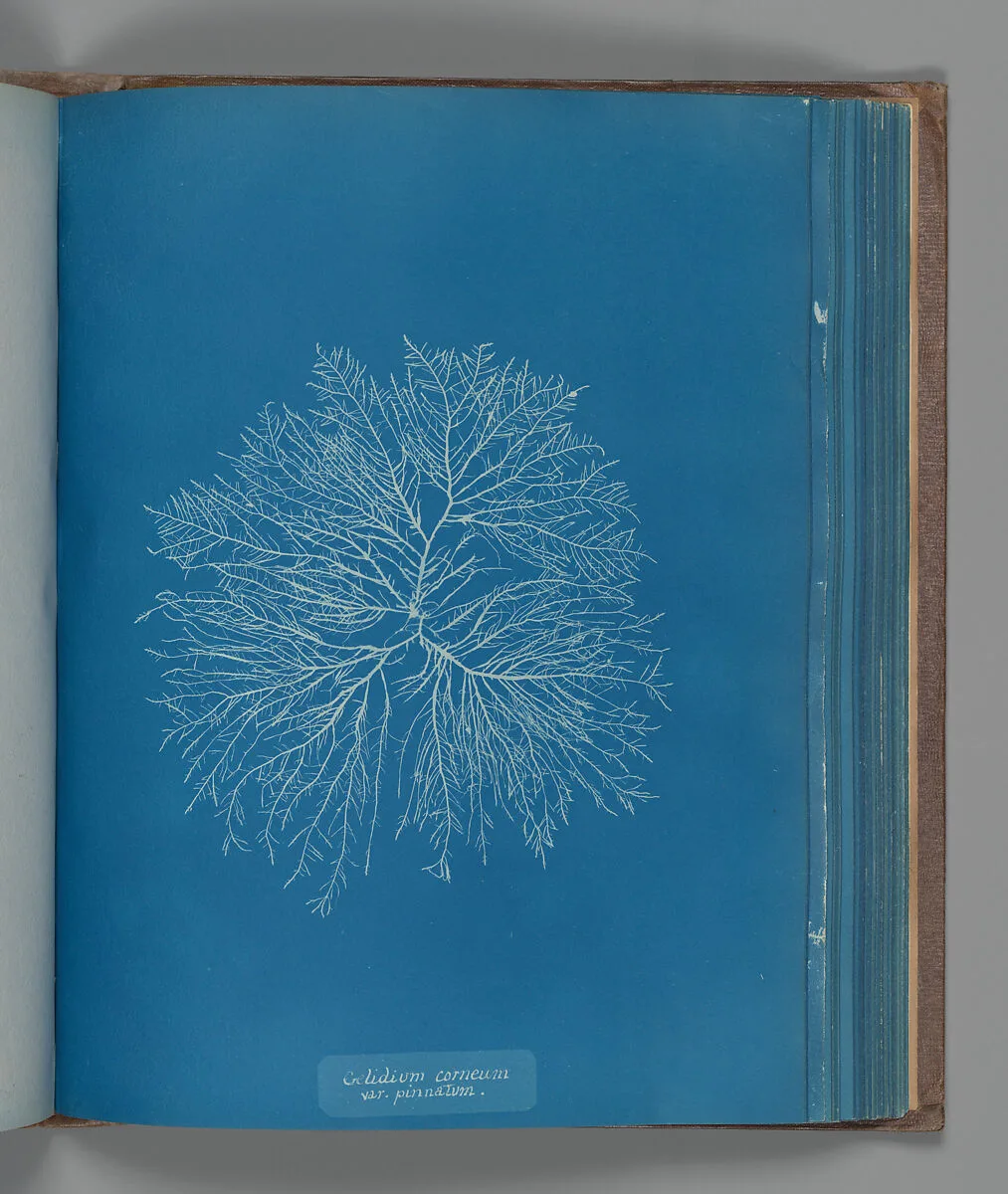 Gelidium corneum, var. pinnatum — Anna Atkins
