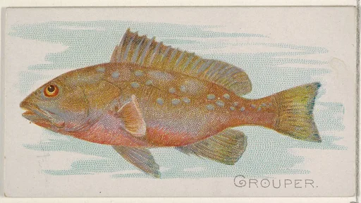 Grouper, from the Fish from American Waters series (N8) for Allen & Ginter Cigarettes Brands