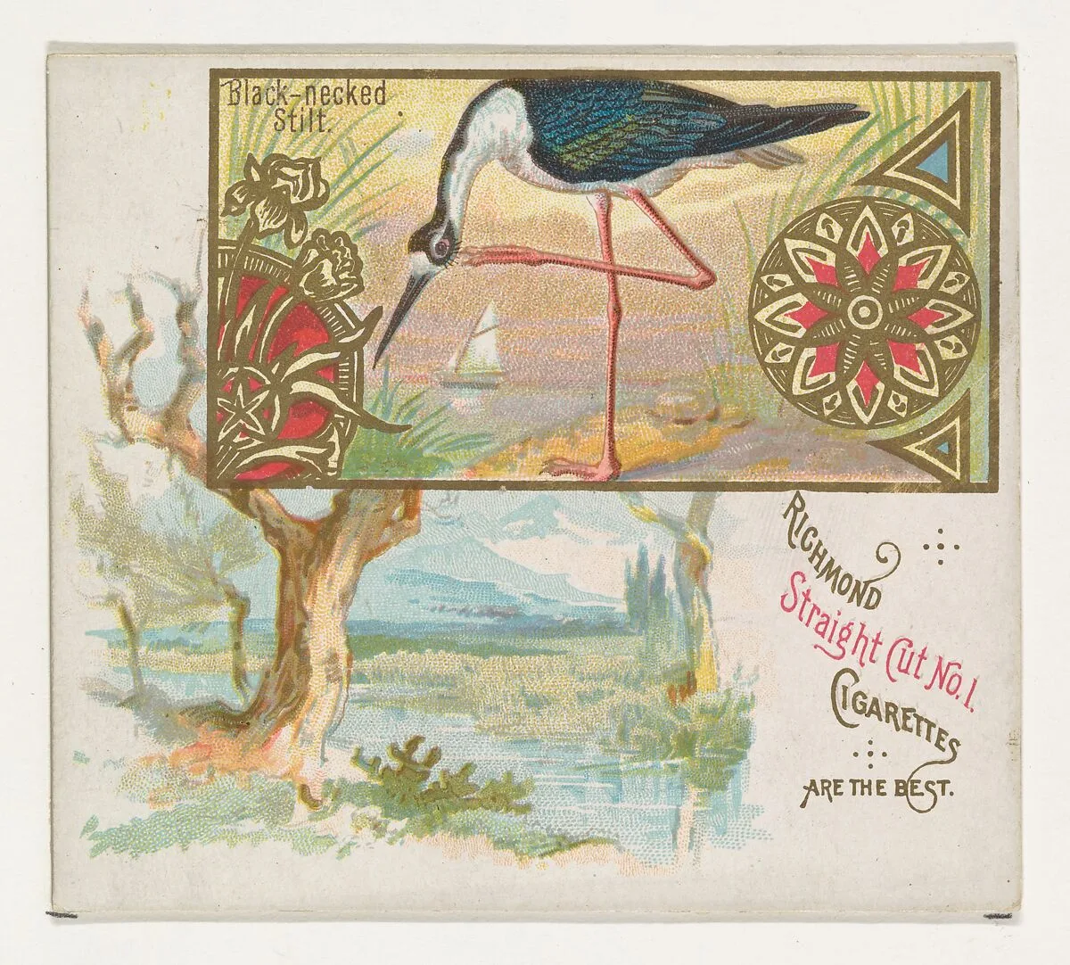 Black-necked Stilt, from the Game Birds series (N40) for Allen & Ginter Cigarettes — Allen & Ginter