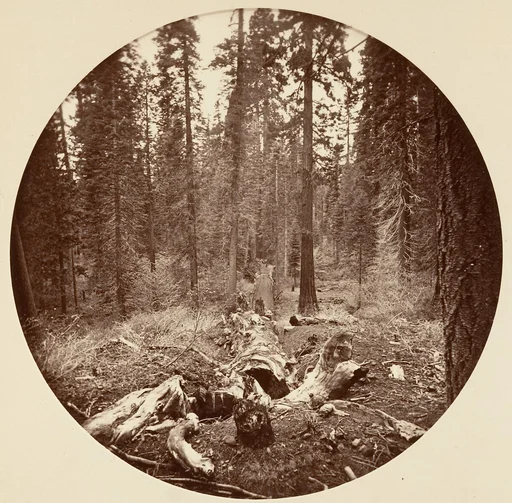 [Yosemite National Park, California]