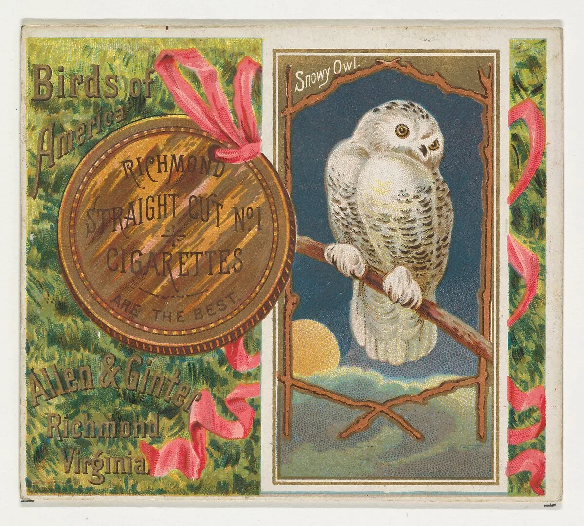 Snowy Owl, from the Birds of America series (N37) for Allen & Ginter Cigarettes — Allen & Ginter