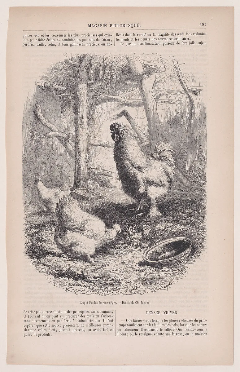 Silkie Cock and Hens, from "Le Magasin Pittoresque" — François Rouget|Charles Jacque