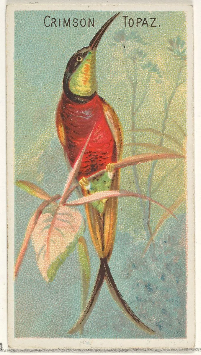 Crimson Topaz, from the Birds of the Tropics series (N5) for Allen & Ginter Cigarettes Brands — Allen & Ginter|George S. Harris & Sons