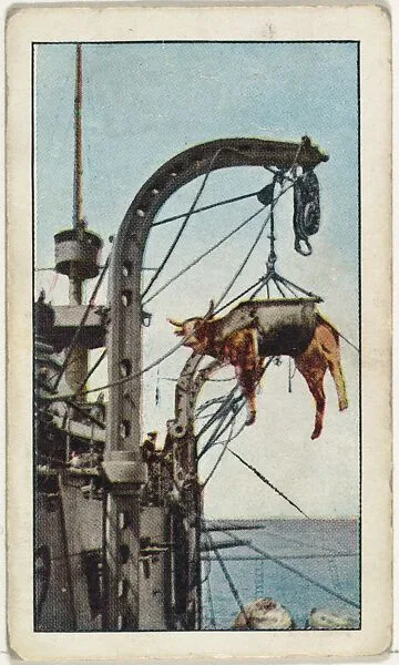 Card No. 75, French Cruiser, "Montcalm," Loading Cattle at San Diego, California, from the World War I Scenes series (T121) issued by Sweet Caporal Cigarettes — American Tobacco Company|Underwood & Underwood
