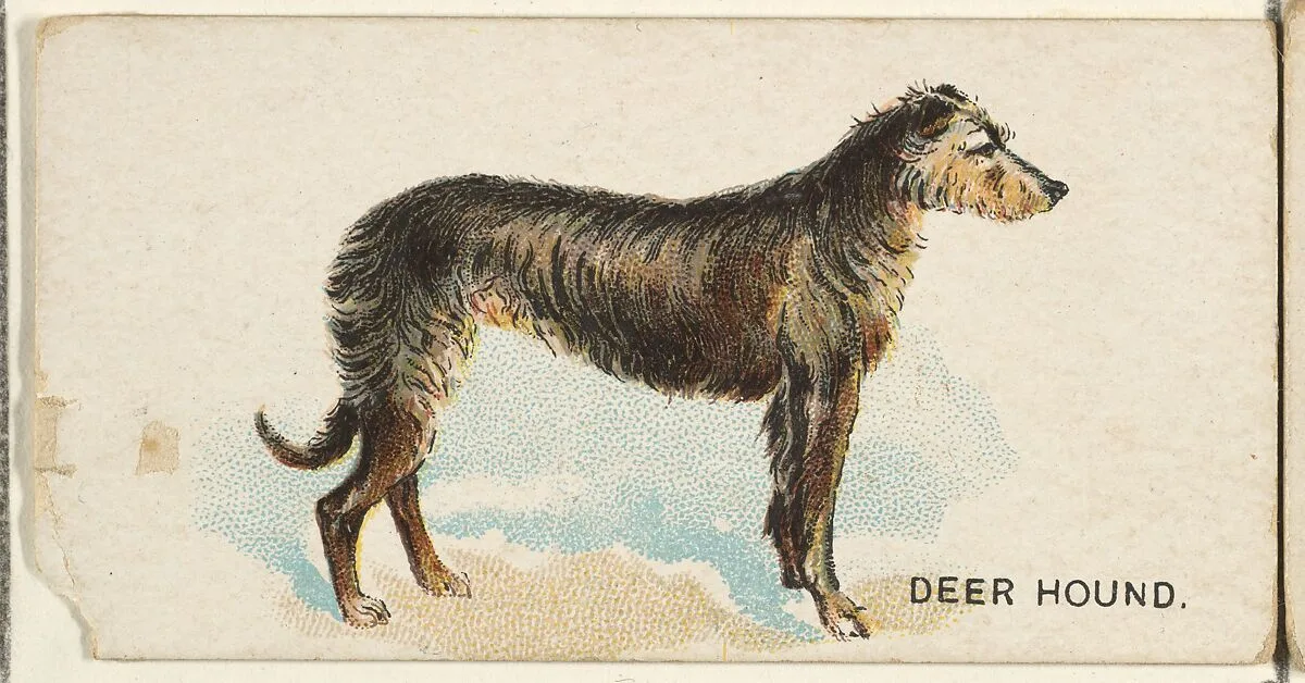 Deer Hound, from the Dogs of the World series for Old Judge Cigarettes — Goodwin & Company