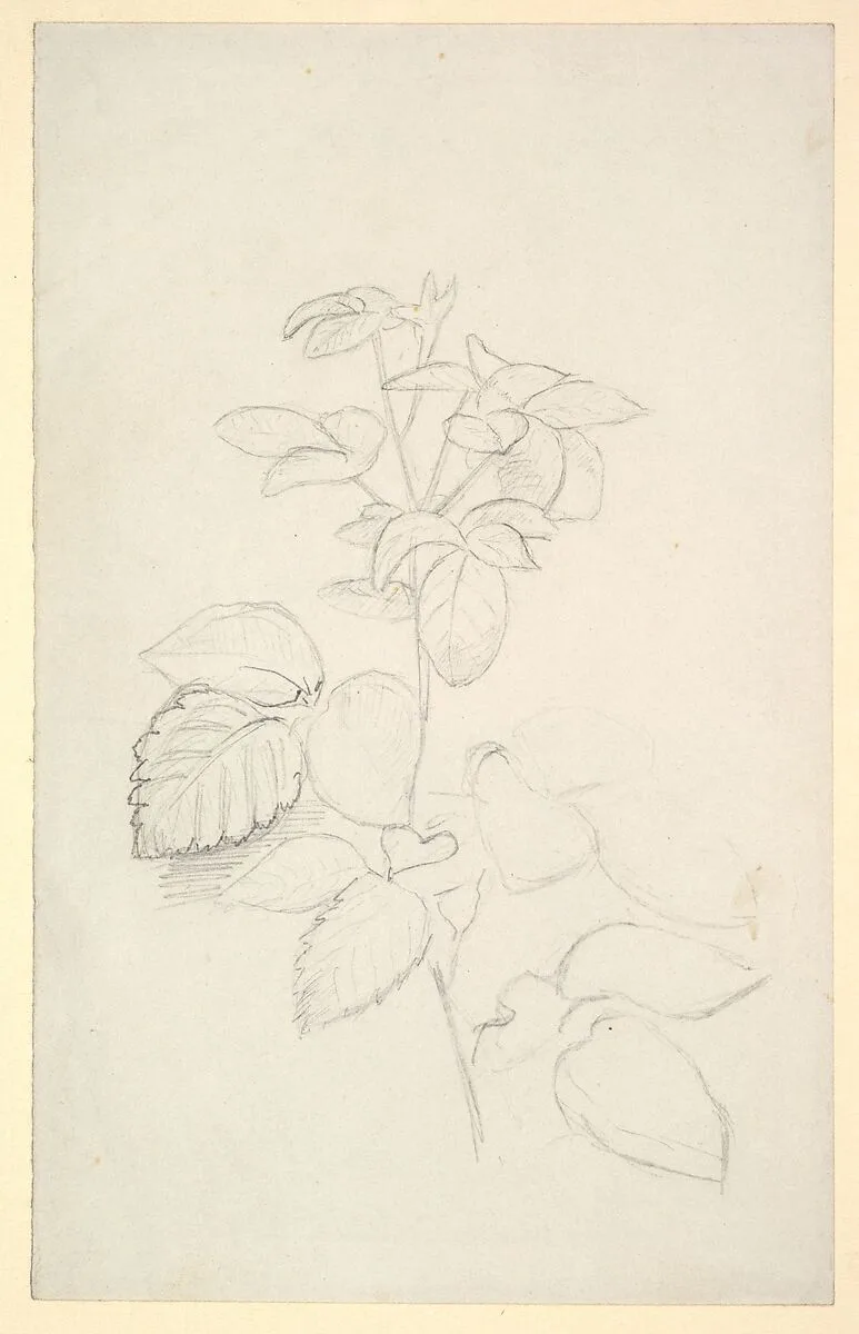 Study of a Plant — George Richmond