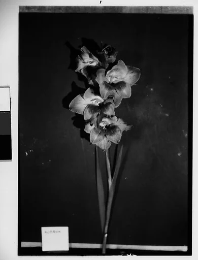 [Gladiola in Front of Backdrop, Darien, Connecticut]