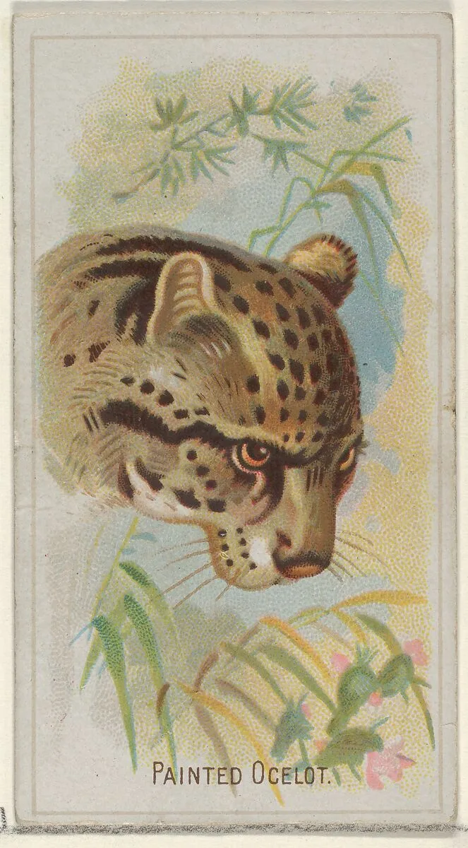 Painted Ocelot, from the Wild Animals of the World series (N25) for Allen & Ginter Cigarettes — Allen & Ginter|George S. Harris & Sons