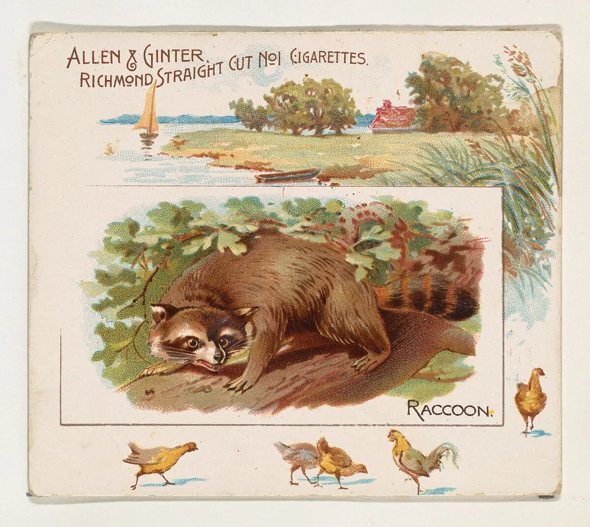 Raccoon, from Quadrupeds series (N41) for Allen & Ginter Cigarettes — Allen & Ginter|Lindner, Eddy & Claus