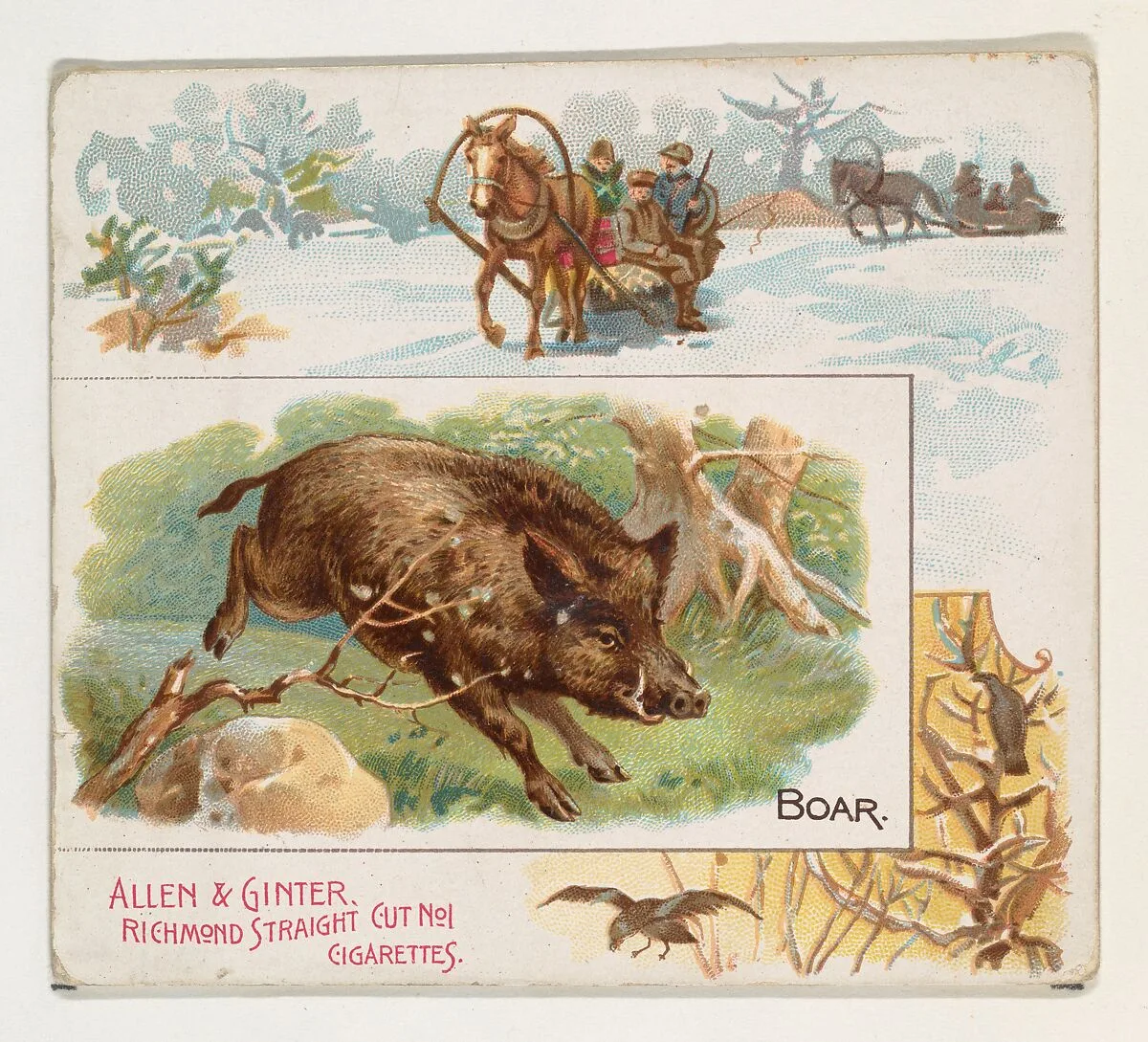 Boar, from Quadrupeds series (N41) for Allen & Ginter Cigarettes — Allen & Ginter|Lindner, Eddy & Claus