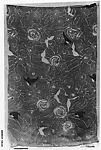 "Americana Print: Camellias" Textile