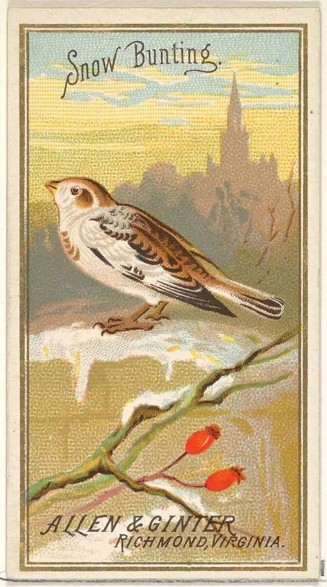Snow Bunting, from the Birds of America series (N4) for Allen & Ginter Cigarettes Brands — Allen & Ginter