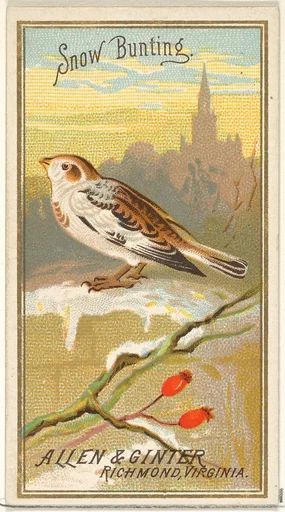 Snow Bunting, from the Birds of America series (N4) for Allen & Ginter Cigarettes Brands