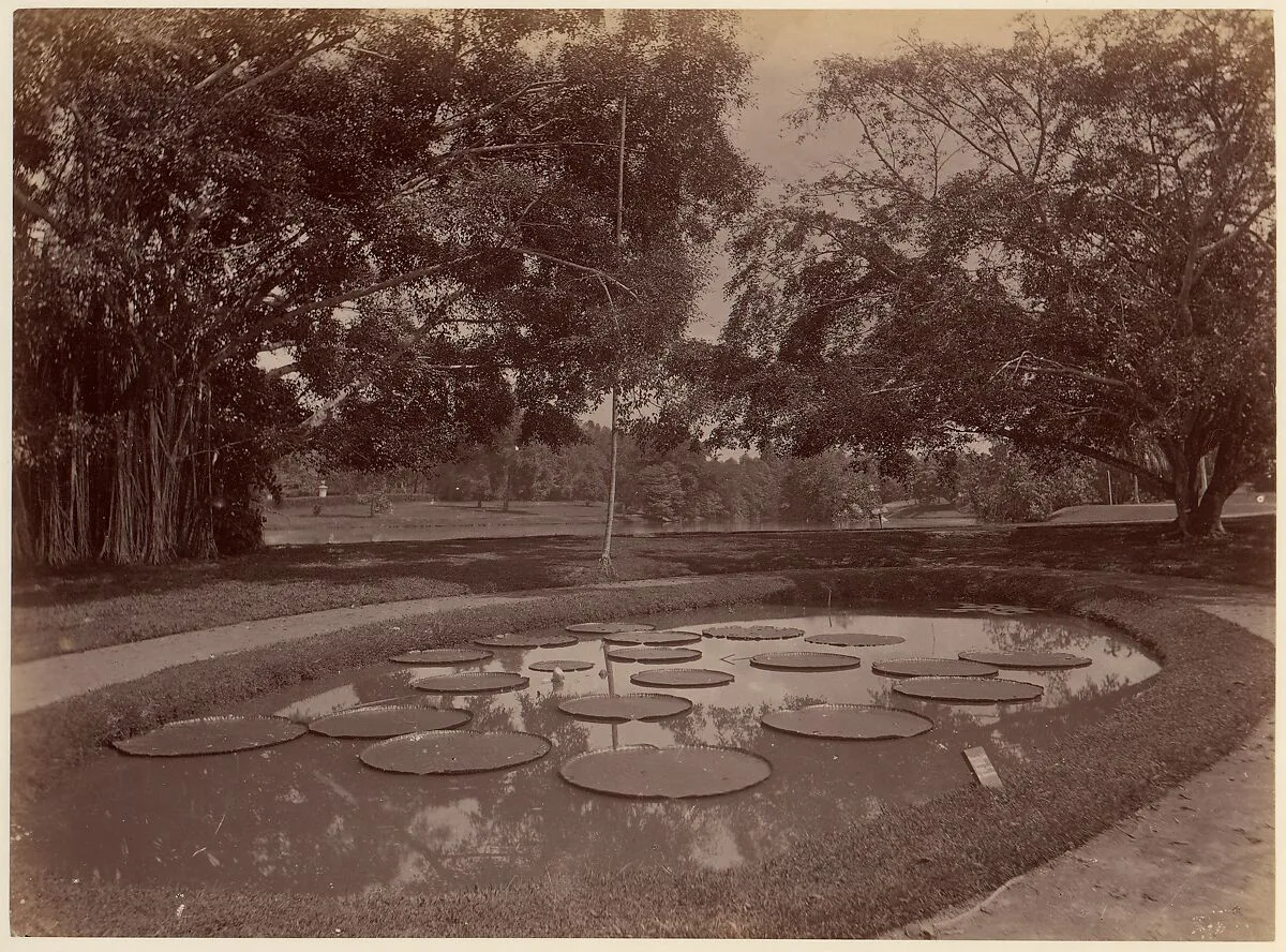 Victoria Regia at Botanical Garden, Udaipur — Unknown