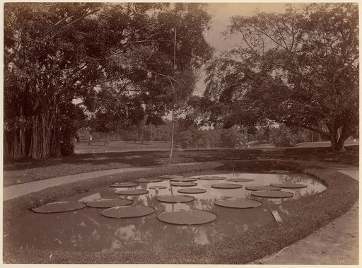 Victoria Regia at Botanical Garden, Udaipur