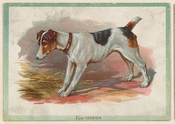 Fox-Terrier, collector card from the Birds and Animals series (D15), issued by the Schulze Baking Company — Schulze Baking Company