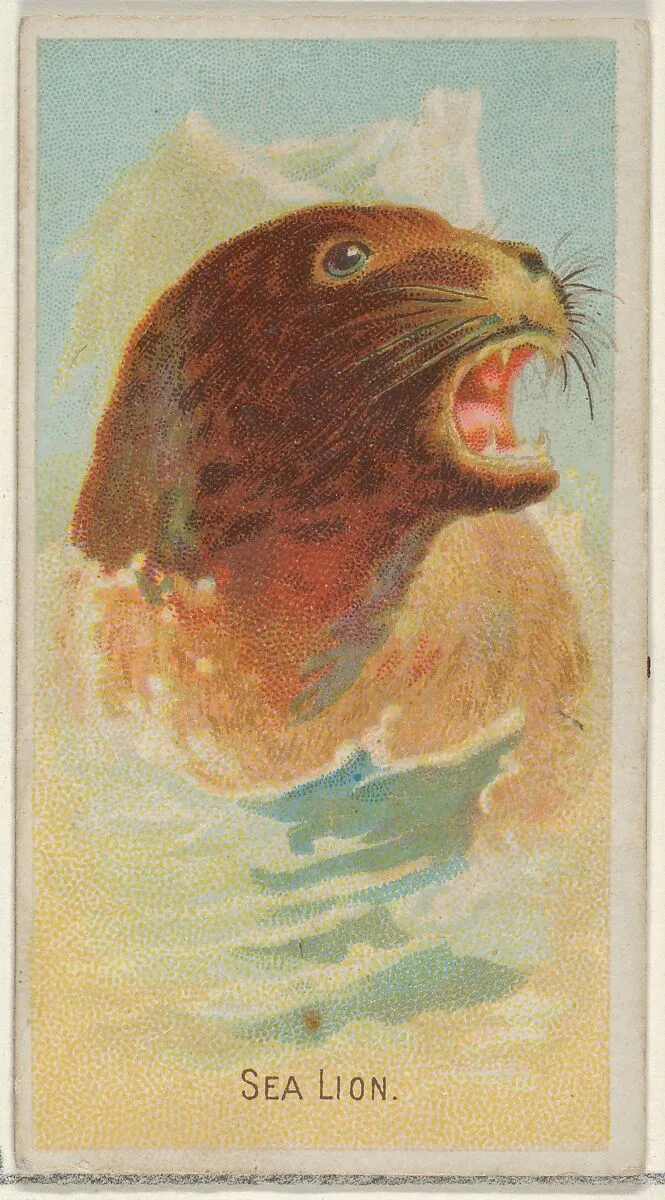 Sea Lion, from the Wild Animals of the World series (N25) for Allen & Ginter Cigarettes — Allen & Ginter|George S. Harris & Sons