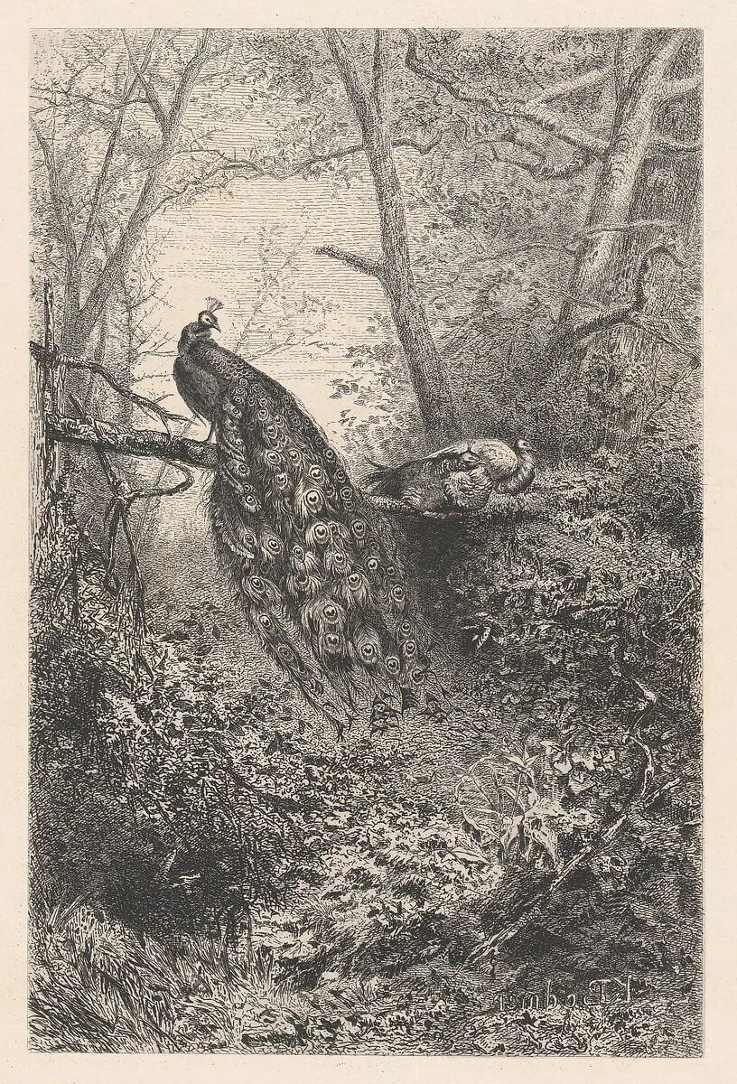 Peacocks on a Branch — Bertauts|Karl Bodmer|Jules Géruzet
