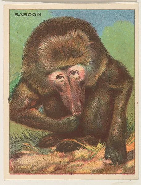 Baboon, collector card from the Animals series (D9), issued by the Weber Baking Company to promote Onist Milk and Pullman Bread — Weber Baking Company