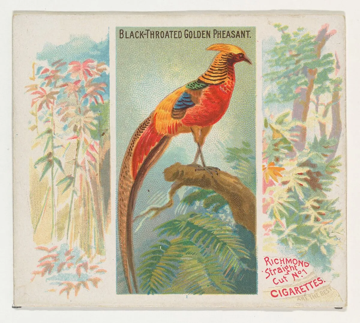 Black-Throated Golden Pheasant, from Birds of the Tropics series (N38) for Allen & Ginter Cigarettes — Allen & Ginter|George S. Harris & Sons