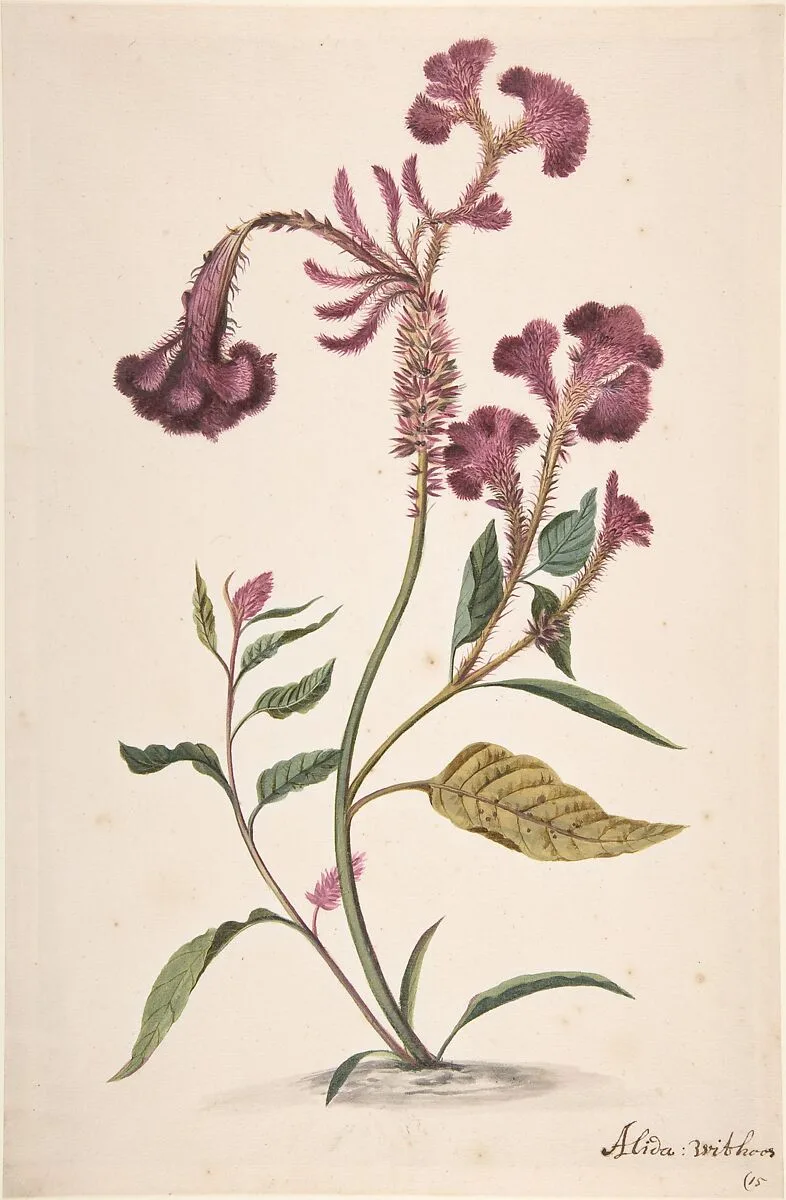 Study of a Crested Cockscomb (Celosia argentea cristata) — Alida Withoos