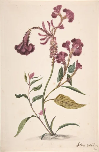 Study of a Crested Cockscomb (Celosia argentea cristata)